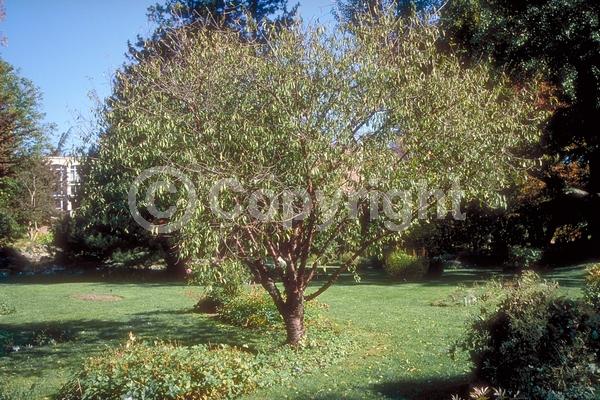 Pink blooms; Deciduous; Broadleaf