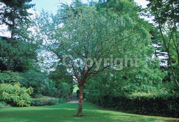 Pink blooms; Deciduous; Broadleaf