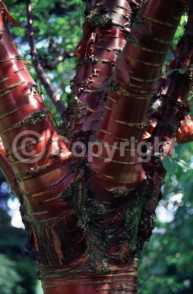 Pink blooms; Deciduous; Broadleaf