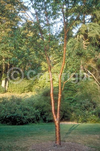 Pink blooms; Deciduous; Broadleaf