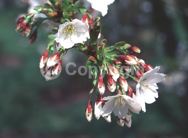 Pink blooms; Deciduous; Broadleaf