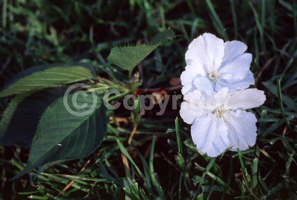 Pink blooms; Deciduous; Broadleaf
