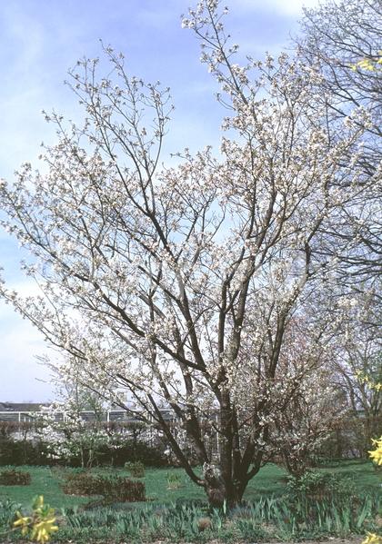 Pink blooms; Deciduous; Broadleaf