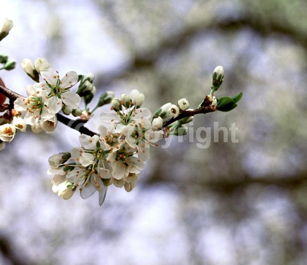White blooms; Deciduous