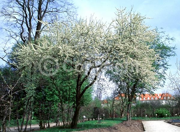 White blooms; Deciduous