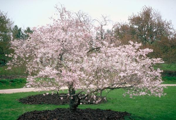 Pink blooms; Deciduous; Broadleaf