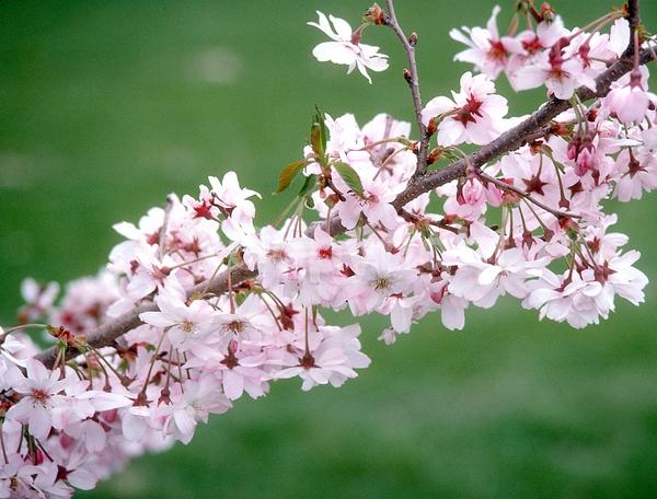 Pink blooms; Deciduous; Broadleaf
