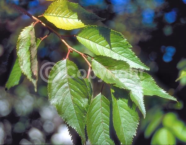 Pink blooms; Deciduous; Broadleaf