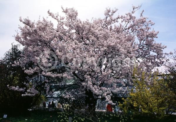 Pink blooms; Deciduous; Broadleaf