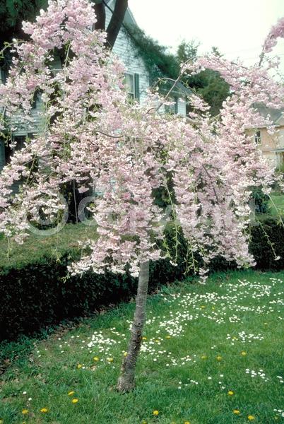 Pink blooms; Deciduous; Broadleaf