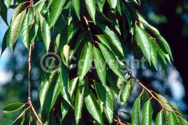 Pink blooms; Deciduous; Broadleaf