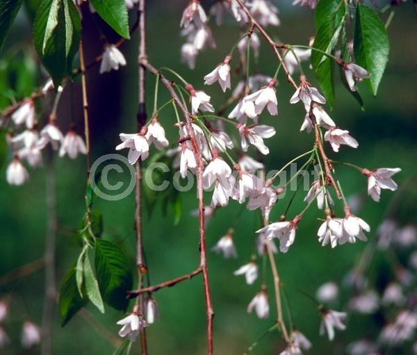 Pink blooms; Deciduous; Broadleaf