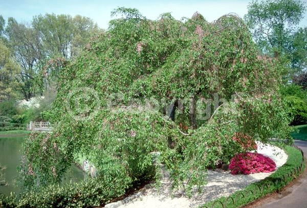 Pink blooms; Deciduous; Broadleaf