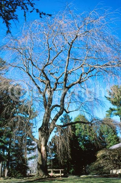 Pink blooms; Deciduous; Broadleaf
