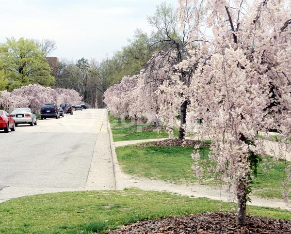 Pink blooms; Deciduous; Broadleaf