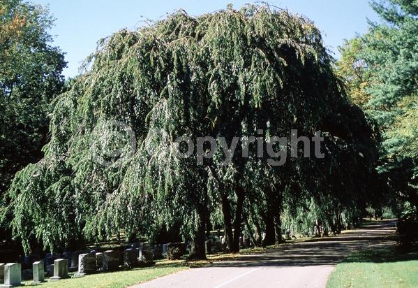 Pink blooms; Deciduous; Broadleaf