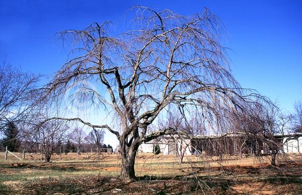 Pink blooms; Deciduous; Broadleaf