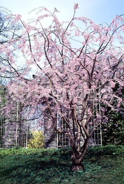 Pink blooms; Deciduous; Broadleaf