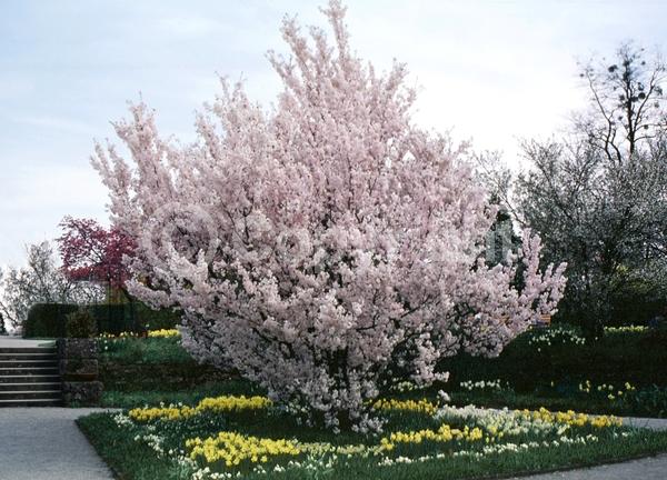 Pink blooms; Deciduous; Broadleaf