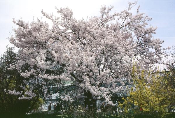 Pink blooms; Deciduous; Broadleaf