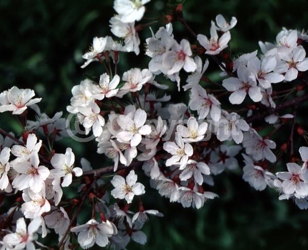 Pink blooms; Deciduous; Broadleaf