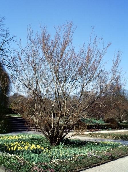 Pink blooms; Deciduous; Broadleaf