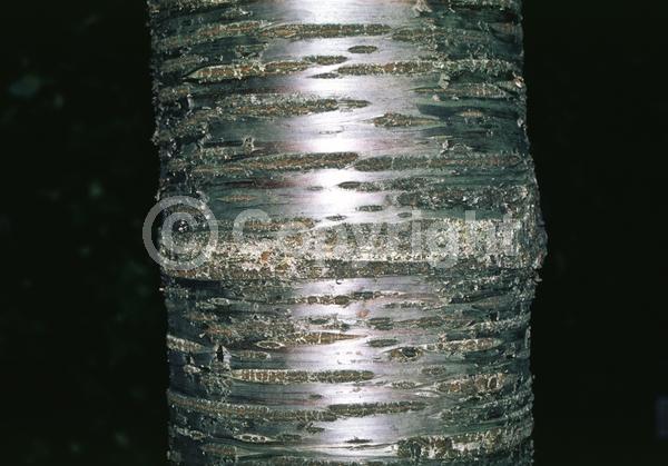 Pink blooms; Deciduous; Broadleaf