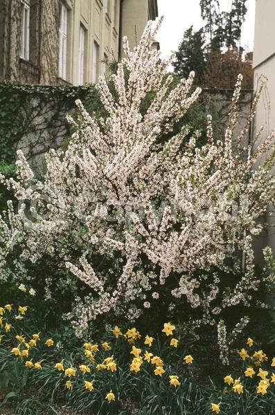 White blooms; Pink blooms; Deciduous; Broadleaf