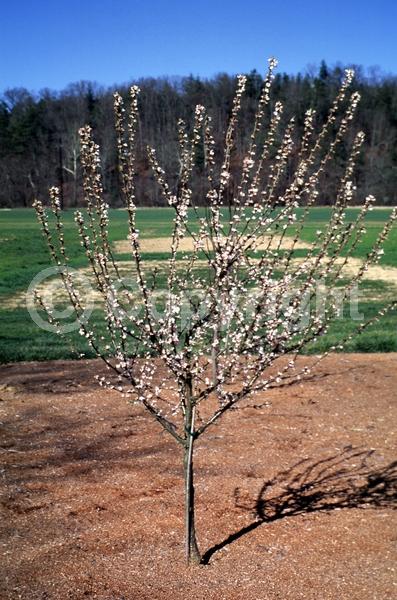 White blooms; Pink blooms; Deciduous; Broadleaf