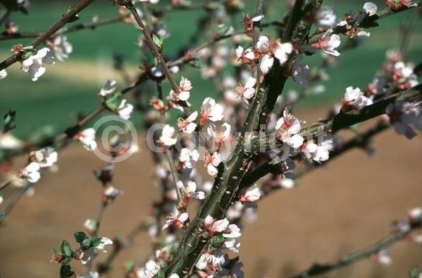 White blooms; Pink blooms; Deciduous; Broadleaf