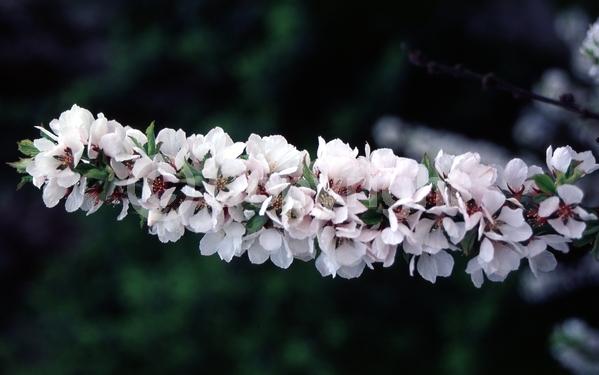 White blooms; Pink blooms; Deciduous; Broadleaf