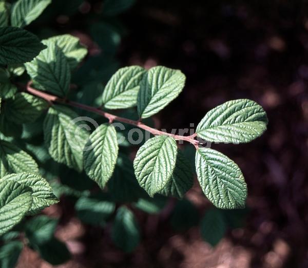 White blooms; Pink blooms; Deciduous; Broadleaf