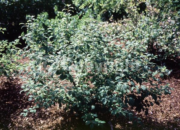 White blooms; Pink blooms; Deciduous; Broadleaf