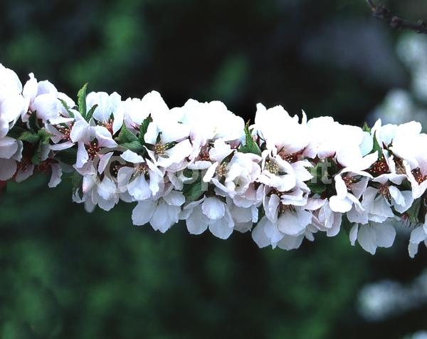White blooms; Pink blooms; Deciduous; Broadleaf