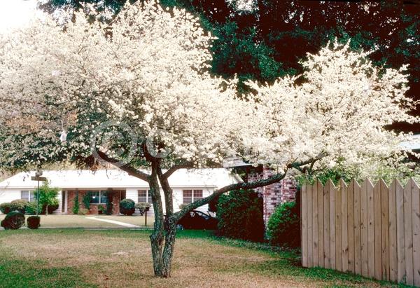 White blooms; Deciduous; Broadleaf; North American Native