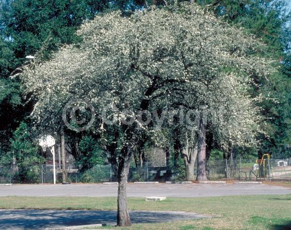 White blooms; Deciduous; Broadleaf; North American Native