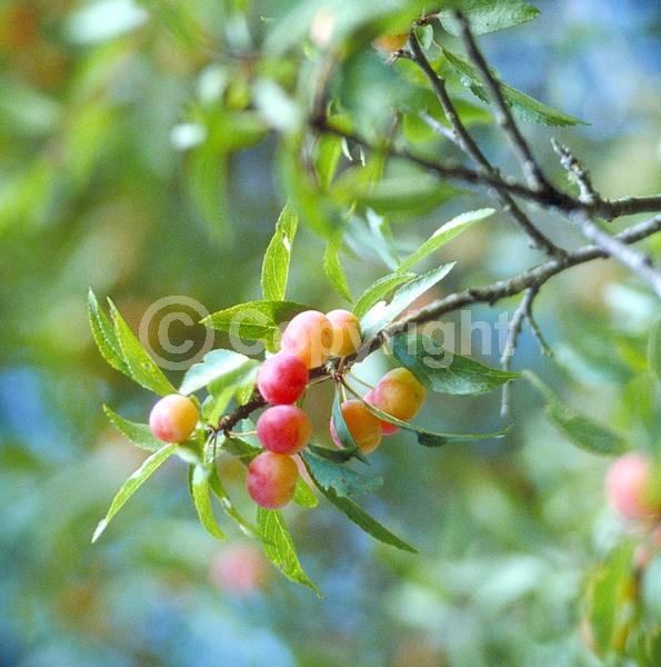 White blooms; Deciduous; Broadleaf; North American Native