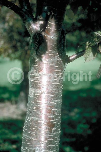 White blooms; Deciduous; Broadleaf; North American Native
