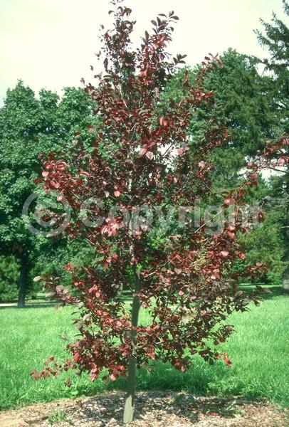 Pink blooms; Deciduous; Broadleaf; North American Native