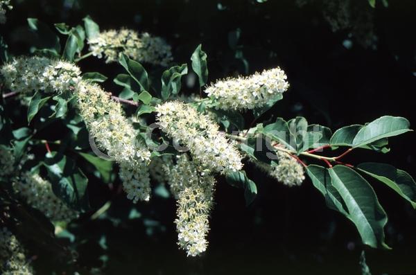 White blooms; Deciduous; North American Native