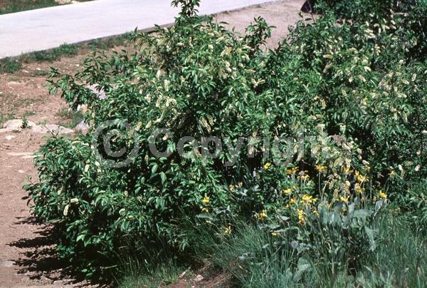 White blooms; Deciduous; North American Native