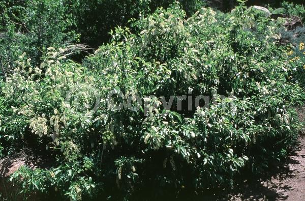 White blooms; Deciduous; North American Native