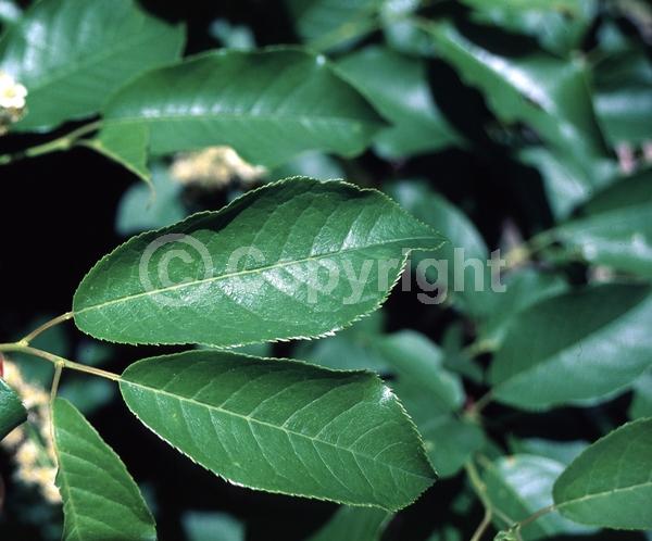 White blooms; Deciduous; North American Native
