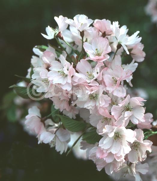 Pink blooms; Deciduous; Broadleaf