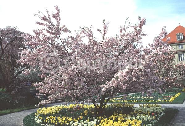Pink blooms; Deciduous; Broadleaf