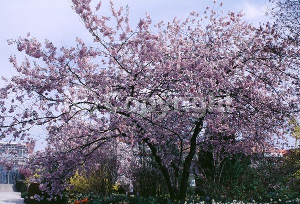 Pink blooms; Deciduous; Broadleaf
