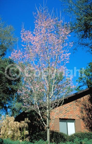 Pink blooms; Deciduous; Broadleaf