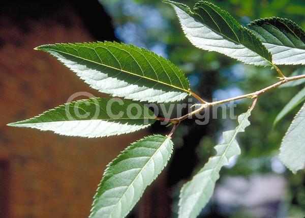 Pink blooms; Deciduous; Broadleaf