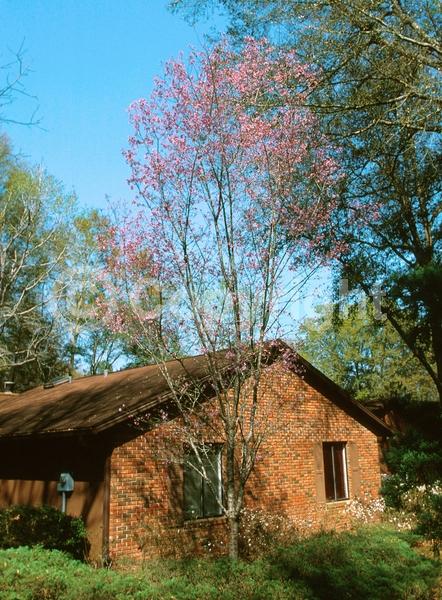 Pink blooms; Deciduous; Broadleaf