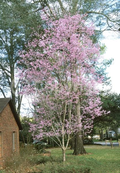 Pink blooms; Deciduous; Broadleaf